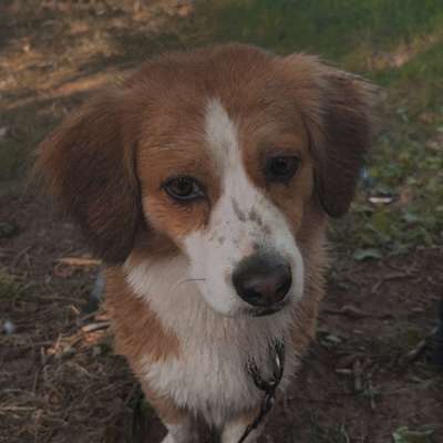 Hundetreffen-Hundebegegnung, spielen und gassi gehen-Bild
