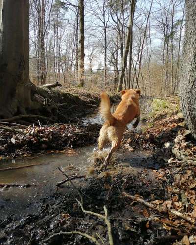 Hundetreffen-Spazieren gehen-Bild