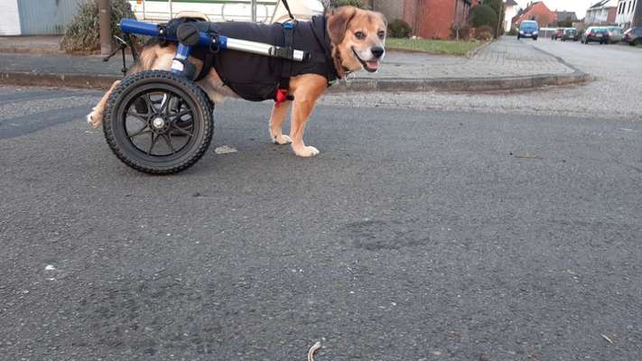 +++ Hunde mit  Rollstühle-Beitrag-Bild