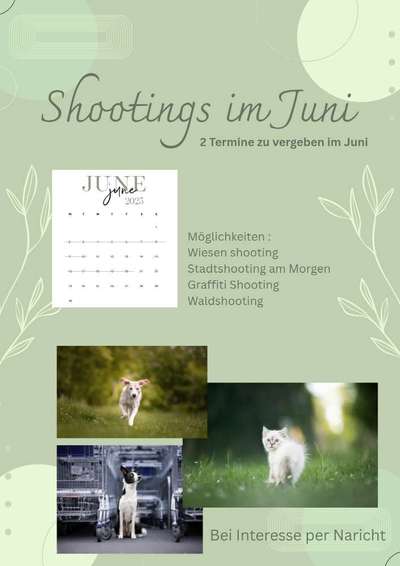 Hundetreffen-Fotoshooting Juni-Bild