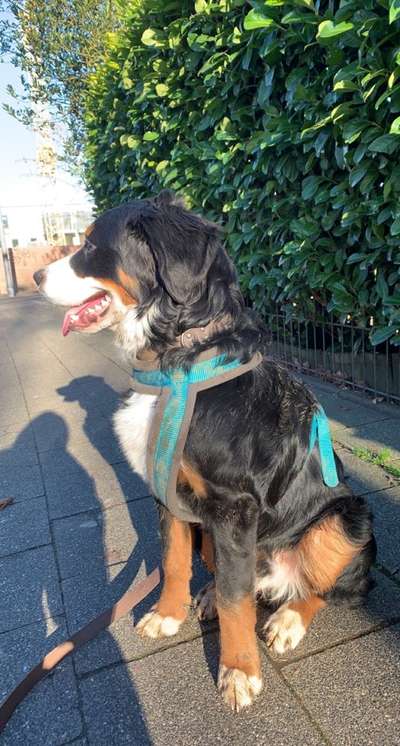 Berner Sennen-Beitrag-Bild