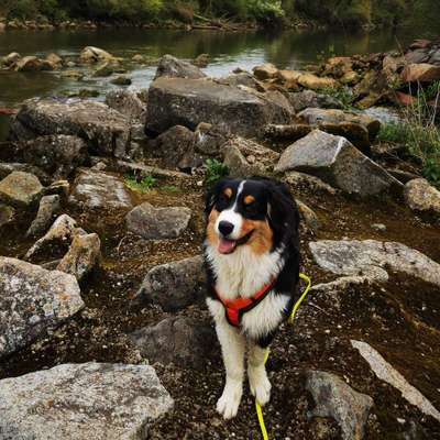 Hundetreffen-Welpen-Gassirunde-Profilbild