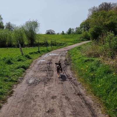 Hundetreffen-Alleine spazieren gehen ist nicht so schön wie zusammen-Bild