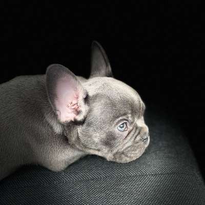 Französische Bulldoggen-Beitrag-Bild