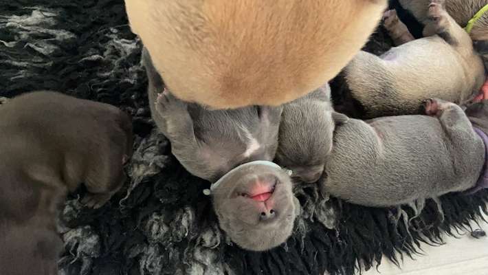 Französische Bulldoggen-Beitrag-Bild