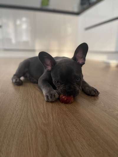 Französische Bulldoggen-Beitrag-Bild