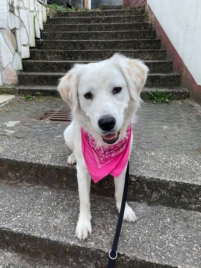 Challenge 23 : "  Euer Hund beim Frühlingserwachen "-Beitrag-Bild