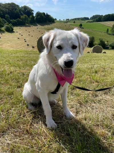 Hundetreffen-Spiel und Lauf Partner/in-Bild