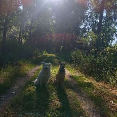 Hundetreffen-Trainingsgruppe :)-Bild