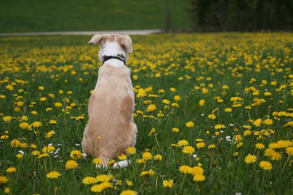 Fotochallenge Nr 96.: Bunt, Bunter, Hund 💐🌹🍁-Beitrag-Bild