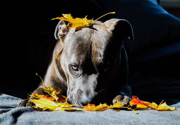 Fotochallenge Nr 96.: Bunt, Bunter, Hund 💐🌹🍁-Beitrag-Bild