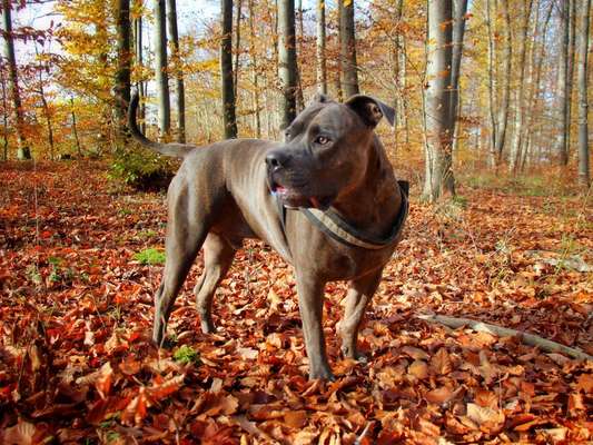 12. Farben Foto Challenge --- Braun-Beitrag-Bild