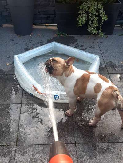 Dogorama-Monats-Challenge-Mai "Wasser"-Beitrag-Bild