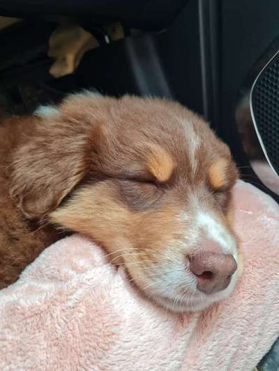 Die Dogorama Wochen Challenge-Beitrag-Bild