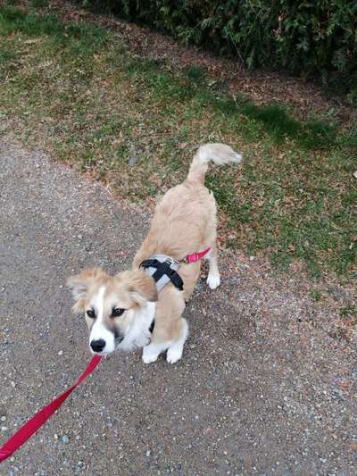 Spaziergang mit drei Hunden-Beitrag-Bild