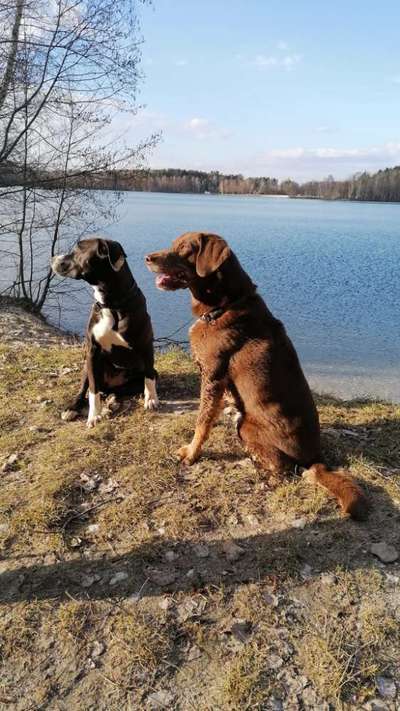 Spaziergang mit drei Hunden-Beitrag-Bild