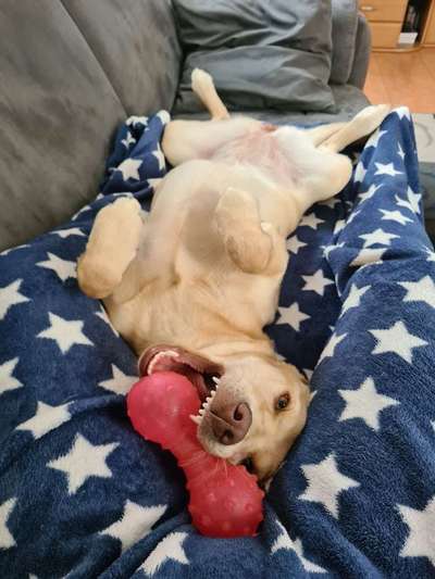 Zeigt mir die lustigsten Schlafpositionen eurer Fellnasen-Beitrag-Bild