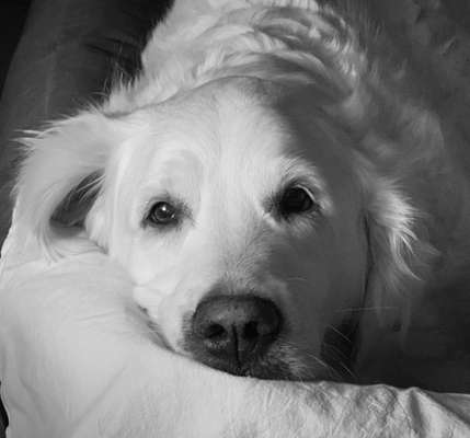 Dogorama Photo Challenge - Hundeblick zum hinschmelzen-Beitrag-Bild