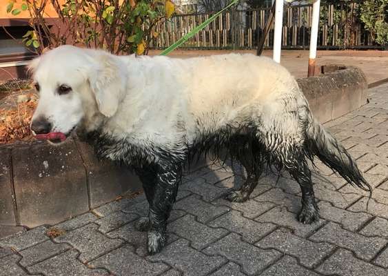 FOTOCHALLENGE 72 - Glücklicher Hund im Schmuddel-Look-Beitrag-Bild