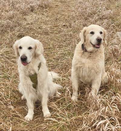 Dogorama Photo Challenge - Die besten Hundebuddys-Beitrag-Bild