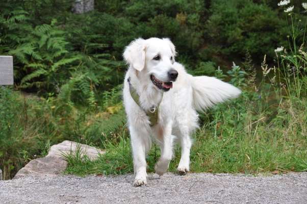 Fotochallenge Nr. 56 - geliebte Senioren-Beitrag-Bild