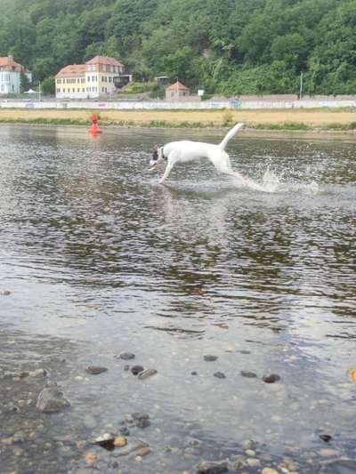 Hundetreffen-Gassirunde mit Rüpelchen-Bild