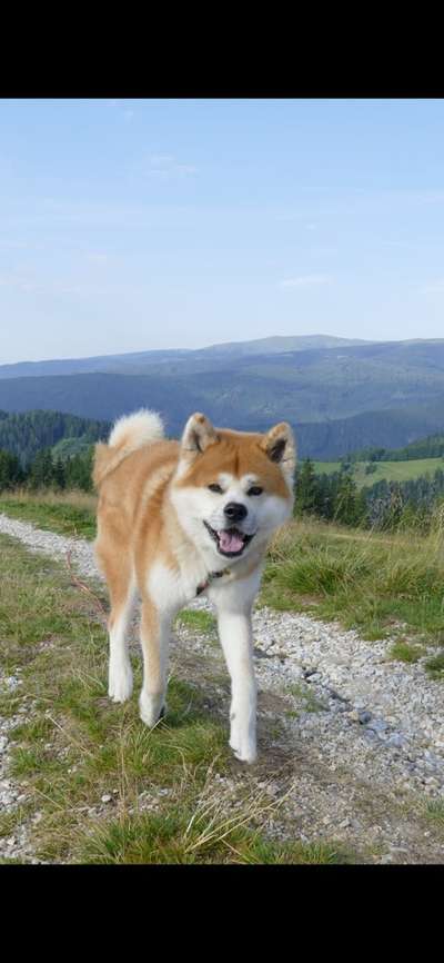 Akita Inu/American Akita (Mix) halter.-Beitrag-Bild