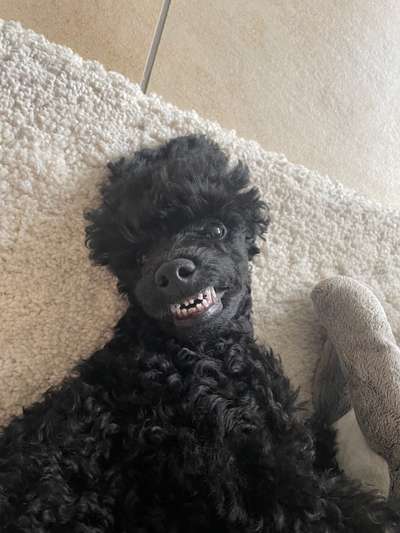 Die Dogorama-Wochen-Challenge "Die schönste Grimasse"-Beitrag-Bild