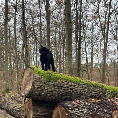 Hundetreffen-Gassirunden-Bild