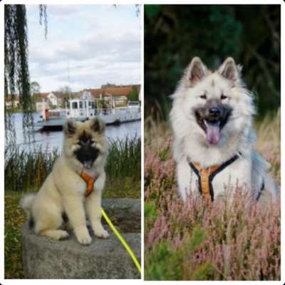 Welpenfotos-Beitrag-Bild