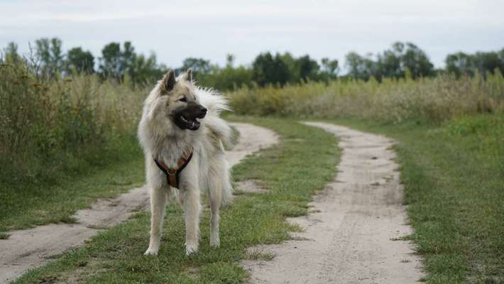 Nordische Hunde-Beitrag-Bild