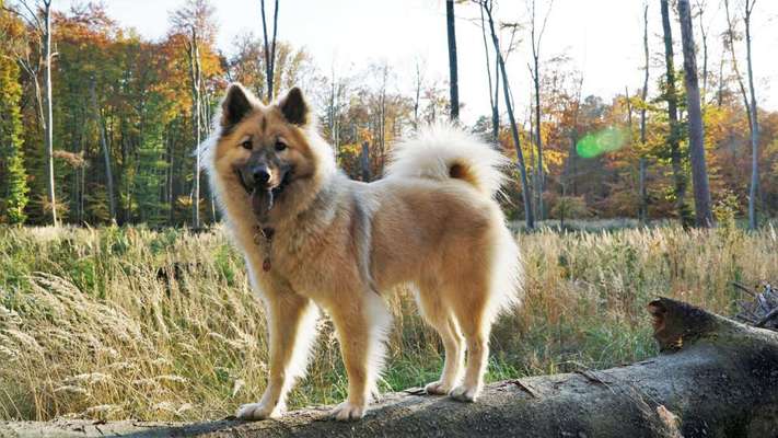 Eurasier hier?-Beitrag-Bild