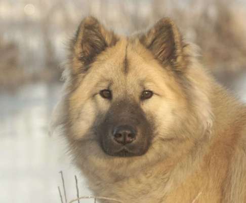 Eurasier hier?-Beitrag-Bild