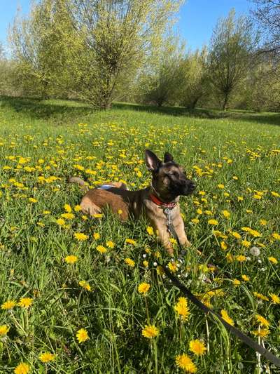 Die Dogorama Monats Challenge "Es grünt und blüht"-Beitrag-Bild