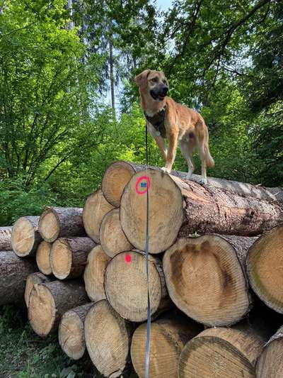 Hundetreffen-Social walk-Bild