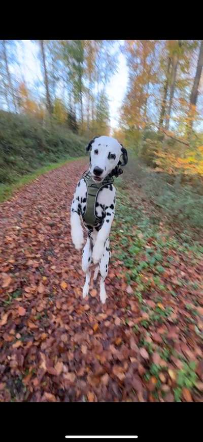 Hundetreffen-Hundetreffen Kassel-Bild