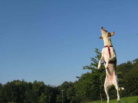 Challenge Nr. 16         Dynamik - Dein Hund in Bewegung-Beitrag-Bild