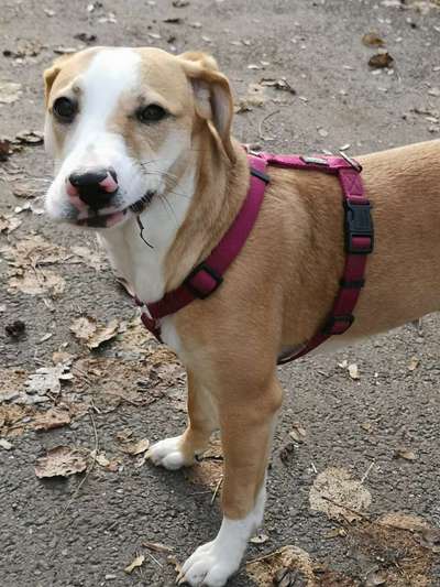 CHALLENGE NR. 19 - Der Hundeblick-Beitrag-Bild