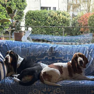 Basset Hound-Beitrag-Bild