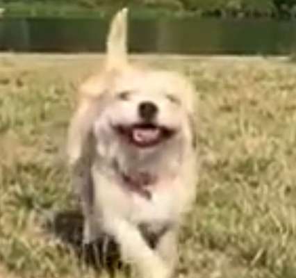 Handy Foto Challange Nr. 46  Happy Dog-Beitrag-Bild