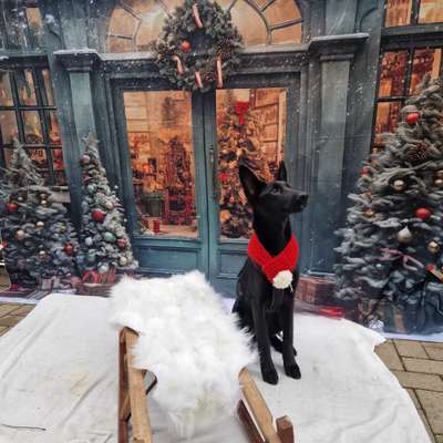 Hundetreffen-🐾Gassi-Runden, Spielen und Training🐾-Bild