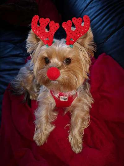 Challenge Nr. 8  Dein Hund im Weihnachtslook-Beitrag-Bild