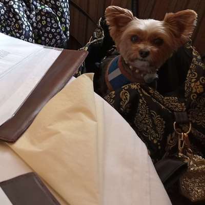 Hundetreffen-Regelmäßige gemeinsame Spaziergänge 🐶🐾🌳🍃🌿