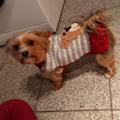 Hundetreffen-Regelmäßige gemeinsame Spaziergänge 🐶🐾🌳🍃🌿-Profilbild