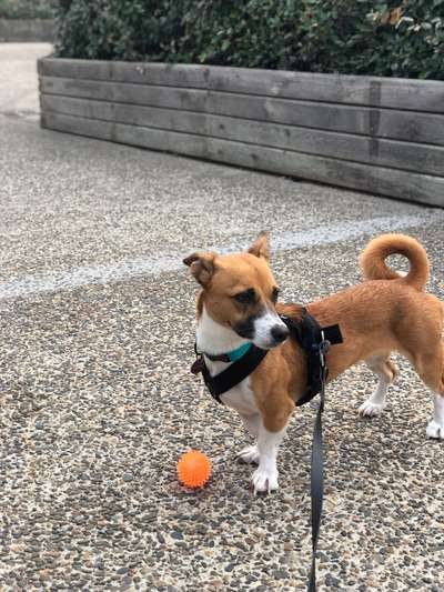 TierschutzhundeStammtisch🐕-Beitrag-Bild