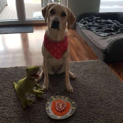 Hundetreffen-Spieletreff