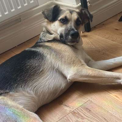 Hundetreffen-Social Walk und Spiel-Bild