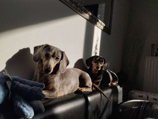 Wie kamst du zu deinem Hund?-Beitrag-Bild