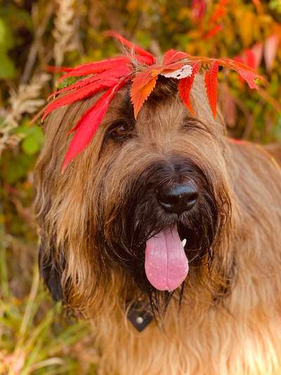 Photomontagen mit Hund-Beitrag-Bild