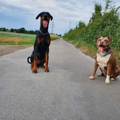 Hundetreffen-Mit wem dürfen wir Spielen ?-Bild